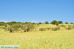 Koilada (Kilada) | Argolis Peloponessos | Griechenland foto 9 - Foto GriechenlandWeb.de