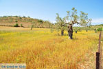Koilada (Kilada) | Argolis Peloponessos | Griechenland foto 11 - Foto GriechenlandWeb.de