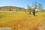 Koilada (Kilada) | Argolis Peloponessos | Griechenland foto 12 - Foto GriechenlandWeb.de