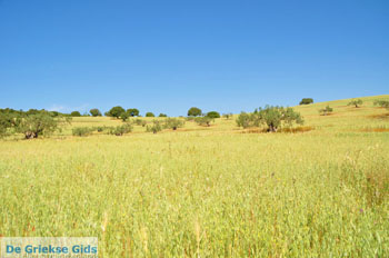 Koilada (Kilada) | Argolis Peloponessos | Griekenland foto 8 - Foto van https://www.grieksegids.nl/fotos/pelopon/argolis/normaal/argolis-grieksegids-049.jpg