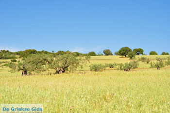 Koilada (Kilada) | Argolis Peloponessos | Griekenland foto 9 - Foto van https://www.grieksegids.nl/fotos/pelopon/argolis/normaal/argolis-grieksegids-050.jpg