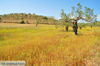 Koilada (Kilada) | Argolis Peloponessos | Griekenland foto 12 - Foto van https://www.grieksegids.nl/fotos/pelopon/argolis/normaal/argolis-grieksegids-053.jpg