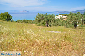 Koilada (Kilada) | Argolis Peloponessos | Griekenland foto 26 - Foto van https://www.grieksegids.nl/fotos/pelopon/argolis/normaal/argolis-grieksegids-067.jpg