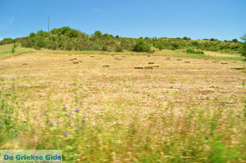 Bij oud Epidavros | Argolis Peloponessos | Griekenland foto 1 - Foto van https://www.grieksegids.nl/fotos/pelopon/argolis/normaal/argolis-grieksegids-083.jpg