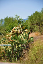 GriechenlandWeb Meligalas | Messinia Peloponessos | Foto 2 - Foto GriechenlandWeb.de