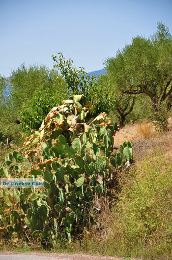 Meligalas | Messinia Peloponnesos Griekenland 3 - Foto van https://www.grieksegids.nl/fotos/peloponessos/normaal/peloponessos-griekenland-0651.jpg