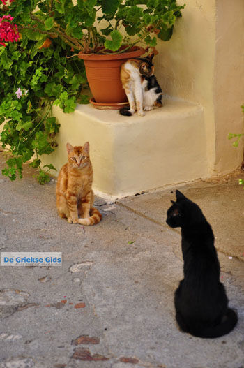 Mystras (Mistras) | Lakonia Peloponnesos Griekenland 33 - Foto van https://www.grieksegids.nl/fotos/peloponessos/normaal/peloponessos-griekenland-0836.jpg