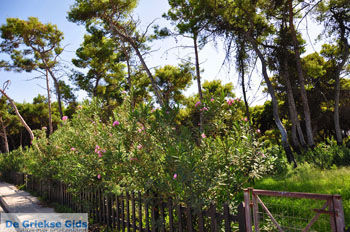 Xylokastro | Korinthia Peloponnesos Griekenland 49 - Foto van https://www.grieksegids.nl/fotos/peloponessos/normaal/peloponessos-griekenland-1215.jpg