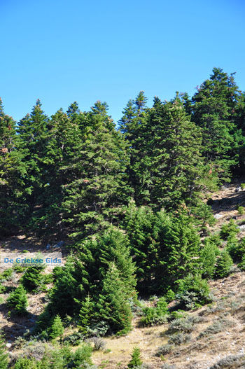 Bergdorpen Ziria | Korinthia Peloponnesos Griekenland 7 - Foto van https://www.grieksegids.nl/fotos/peloponessos/normaal/peloponessos-griekenland-1226.jpg