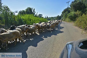Glyfa - Elia Peloponnesos foto 12 - Foto van https://www.grieksegids.nl/fotos/peloponnesos/elia/glyfa-elia/350pix/glyfa-elia-012.jpg