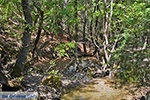 Vlindervallei Rhodos - Rhodos Dodecanese - Foto 1837 - Foto van De Griekse Gids