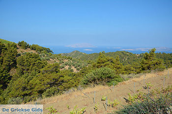 Embonas Rhodos - Rhodos Dodecanese - Foto 15 - Foto van https://www.grieksegids.nl/fotos/rhodos/350/embonas-015.jpg