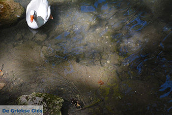 Epta Piges - Zeven bronnen Rhodos - Rhodos Dodecanese - Foto 169 - Foto van https://www.grieksegids.nl/fotos/rhodos/350/epta-piges-026.jpg