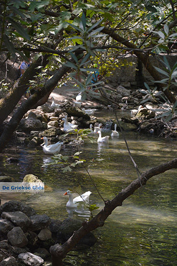 Epta Piges - Zeven bronnen Rhodos - Rhodos Dodecanese - Foto 173 - Foto van https://www.grieksegids.nl/fotos/rhodos/350/epta-piges-030.jpg