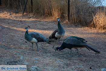 Filerimos Rhodos - Rhodos Dodecanese - Foto 296 - Foto van https://www.grieksegids.nl/fotos/rhodos/350/filerimos-044.jpg