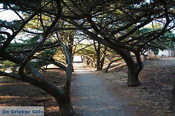 Filerimos Rhodos - Rhodos Dodecanese - Foto 303 - Foto van https://www.grieksegids.nl/fotos/rhodos/350/filerimos-051.jpg