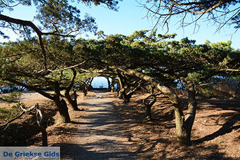 Filerimos Rhodos - Rhodos Dodecanese - Foto 304 - Foto van https://www.grieksegids.nl/fotos/rhodos/350/filerimos-052.jpg