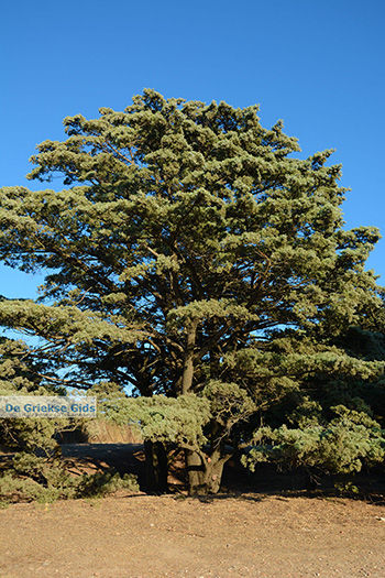 Filerimos Rhodos - Rhodos Dodecanese - Foto 307 - Foto van https://www.grieksegids.nl/fotos/rhodos/350/filerimos-055.jpg