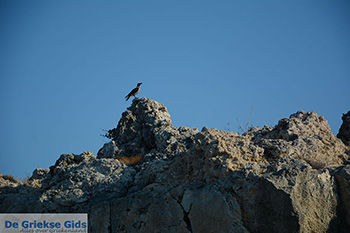 Kalithea Rhodos - Rhodos Dodecanese - Foto 501 - Foto van https://www.grieksegids.nl/fotos/rhodos/350/kalithea-010.jpg