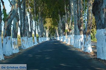 Kolymbia Rhodos - Rhodos Dodecanese - Foto 684 - Foto van https://www.grieksegids.nl/fotos/rhodos/350/kolymbia-008.jpg