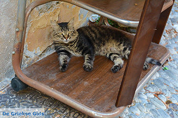 Rhodos stad Rhodos - Rhodos Dodecanese - Foto 1360 - Foto van https://www.grieksegids.nl/fotos/rhodos/350/rhodos-stad-097.jpg
