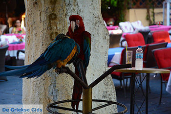 Rhodos stad Rhodos - Rhodos Dodecanese - Foto 1372 - Foto van https://www.grieksegids.nl/fotos/rhodos/350/rhodos-stad-109.jpg