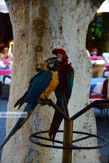Rhodos stad Rhodos - Rhodos Dodecanese - Foto 1373 - Foto van https://www.grieksegids.nl/fotos/rhodos/350/rhodos-stad-110.jpg
