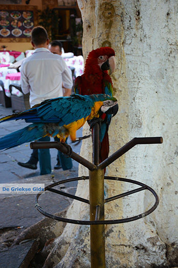 Rhodos stad Rhodos - Rhodos Dodecanese - Foto 1375 - Foto van https://www.grieksegids.nl/fotos/rhodos/350/rhodos-stad-112.jpg