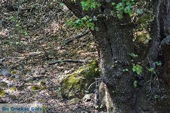 Vlindervallei Rhodos - Rhodos Dodecanese - Foto 1836 - Foto van https://www.grieksegids.nl/fotos/rhodos/350/vlindervallei-013.jpg