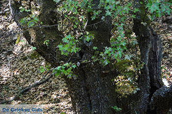 Vlindervallei Rhodos - Rhodos Dodecanese - Foto 1838 - Foto van https://www.grieksegids.nl/fotos/rhodos/350/vlindervallei-015.jpg