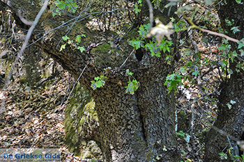 Vlindervallei Rhodos - Rhodos Dodecanese - Foto 1840 - Foto van https://www.grieksegids.nl/fotos/rhodos/350/vlindervallei-017.jpg