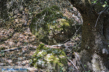 Vlindervallei Rhodos - Rhodos Dodecanese - Foto 1842 - Foto van https://www.grieksegids.nl/fotos/rhodos/350/vlindervallei-019.jpg