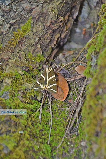 Vlindervallei Rhodos - Rhodos Dodecanese - Foto 1857 - Foto van https://www.grieksegids.nl/fotos/rhodos/350/vlindervallei-034.jpg