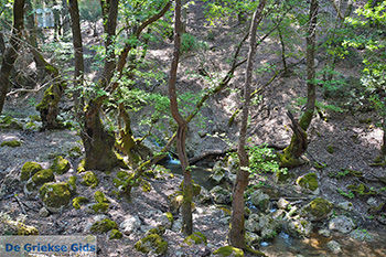 Vlindervallei Rhodos - Rhodos Dodecanese - Foto 1865 - Foto van https://www.grieksegids.nl/fotos/rhodos/350/vlindervallei-042.jpg