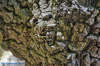 Vlindervallei Rhodos - Rhodos Dodecanese - Foto 1872 - Foto van https://www.grieksegids.nl/fotos/rhodos/350/vlindervallei-049.jpg