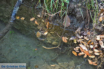 Vlindervallei Rhodos - Rhodos Dodecanese - Foto 1883 - Foto van https://www.grieksegids.nl/fotos/rhodos/350/vlindervallei-060.jpg