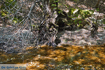 Vlindervallei Rhodos - Rhodos Dodecanese - Foto 1888 - Foto van https://www.grieksegids.nl/fotos/rhodos/350/vlindervallei-065.jpg