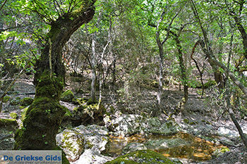 Vlindervallei Rhodos - Rhodos Dodecanese - Foto 1890 - Foto van https://www.grieksegids.nl/fotos/rhodos/350/vlindervallei-067.jpg