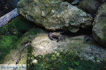 Vlindervallei Rhodos - Rhodos Dodecanese - Foto 1897 - Foto van https://www.grieksegids.nl/fotos/rhodos/350/vlindervallei-074.jpg