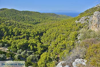 Bossen Stavros in het zuidwesten van Salamis - Foto van https://www.grieksegids.nl/fotos/salamina/normaal/salamis-saronische-eilanden-030.jpg