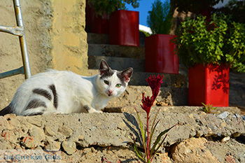 Avlakia Samos | Griekenland 16 - Foto van https://www.grieksegids.nl/fotos/samos/normaal/avlakia-tsambou-samos-016.jpg