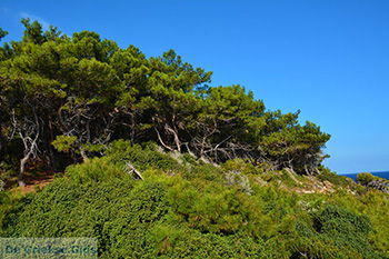 Avlakia Samos | Griekenland 22 - Foto van https://www.grieksegids.nl/fotos/samos/normaal/avlakia-tsambou-samos-022.jpg