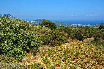 Kosmadei Samos en Karlovassi Samos gezien vanaf de bergen - Foto van https://www.grieksegids.nl/fotos/samos/normaal/kosmadei-karlovassi-samos-002.jpg