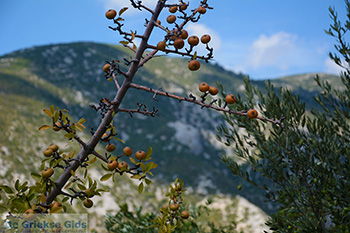 Mavratzei Samos | Griekenland | Foto 1 - Foto van https://www.grieksegids.nl/fotos/samos/normaal/mavratzei-samos-001.jpg