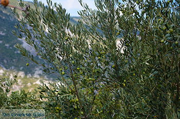 Mavratzei Samos | Griekenland | Foto 2 - Foto van https://www.grieksegids.nl/fotos/samos/normaal/mavratzei-samos-002.jpg