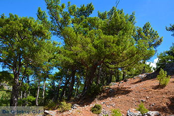 Mesogio Samos | Griekenland | Foto 3 - Foto van https://www.grieksegids.nl/fotos/samos/normaal/mesogio-samos-003.jpg