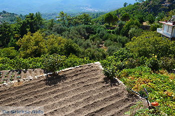 Mesogio Samos | Griekenland | Foto 11 - Foto van https://www.grieksegids.nl/fotos/samos/normaal/mesogio-samos-011.jpg