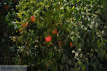 Pandrosso Samos | Griekenland | Foto 37 - Foto van https://www.grieksegids.nl/fotos/samos/normaal/pandrosso-samos-037.jpg