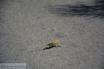 Posidonio Samos | Griekenland | Foto 1 - Foto van https://www.grieksegids.nl/fotos/samos/normaal/posidonio-samos-001.jpg