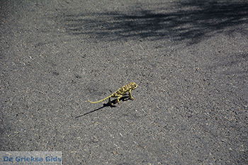 Posidonio Samos | Griekenland | Foto 2 - Foto van https://www.grieksegids.nl/fotos/samos/normaal/posidonio-samos-002.jpg